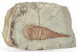 Soft-Bodied Fossil Aglaspid (Tremaglaspis) - Excellent Specimen #214981-1